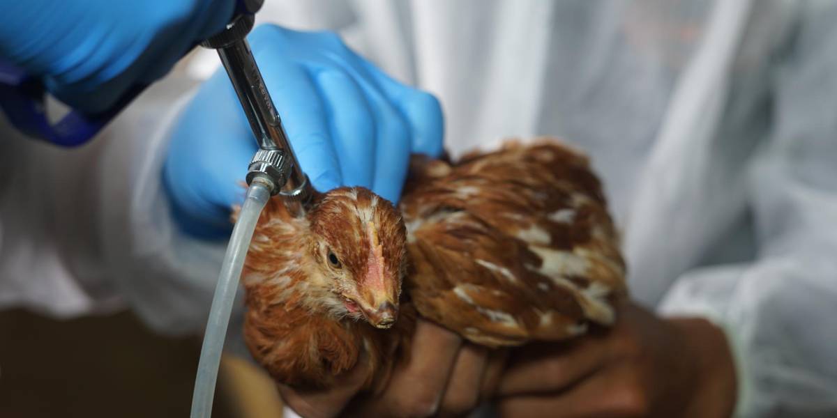 Ecuador comienza vacunación contra la gripe aviar con 4 millones de dosis