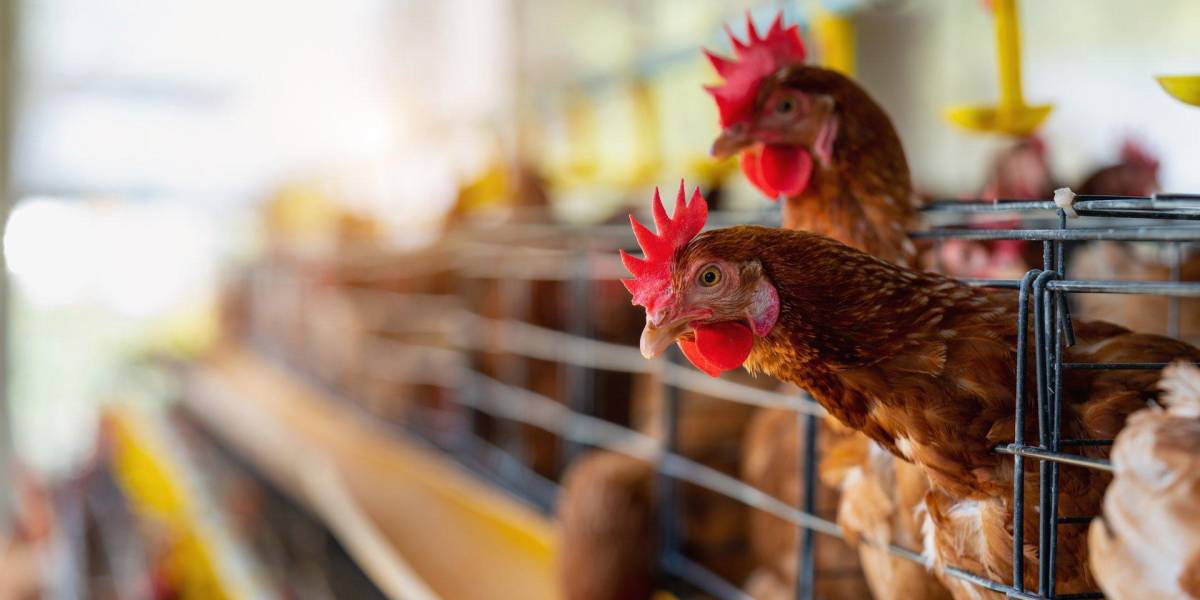 Agrocalidad activa protocolos ante un nuevo brote de influenza aviar en Cotopaxi