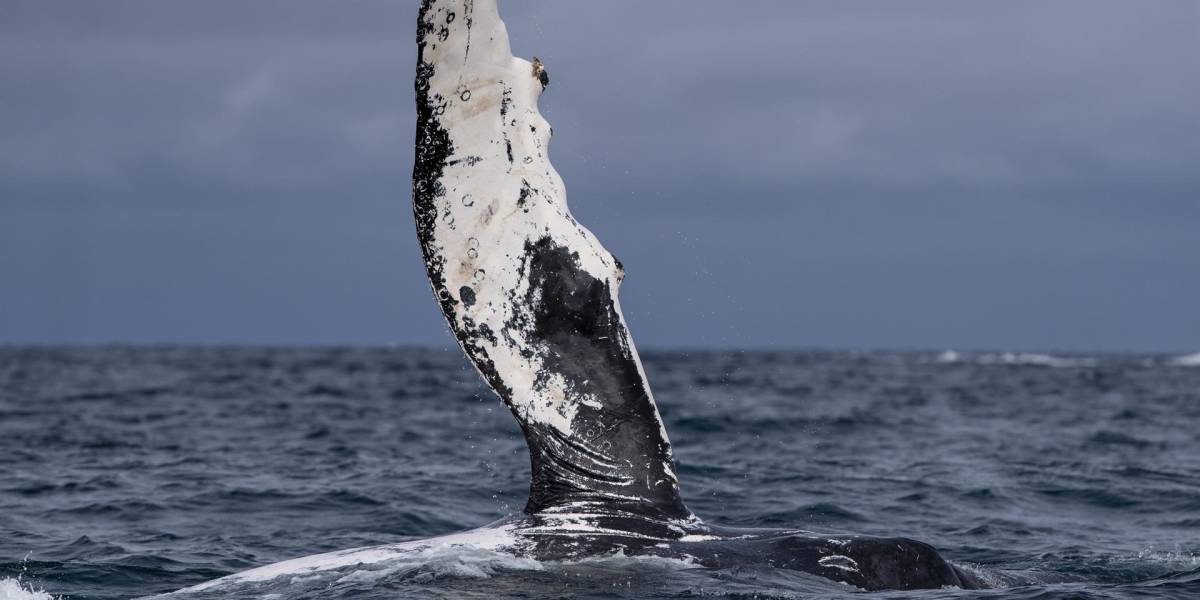 Las ballenas jorobadas llegan a Ecuador por amor y por sus crías