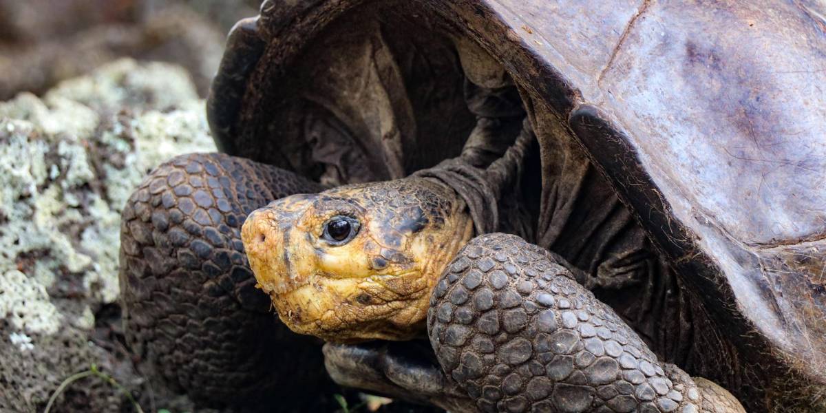 Encuentran una tortuga en Galápagos que se creía extinta hace más de 100 años
