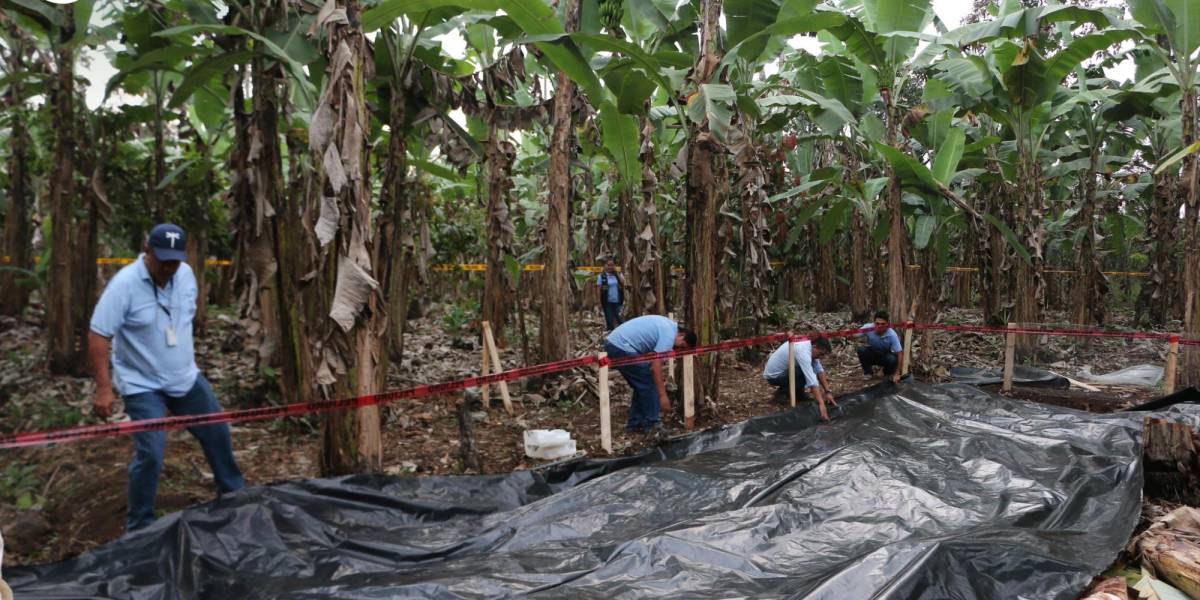 Seis medidas se aplican en Ecuador para evitar brotes de fusarium en plantaciones de banano