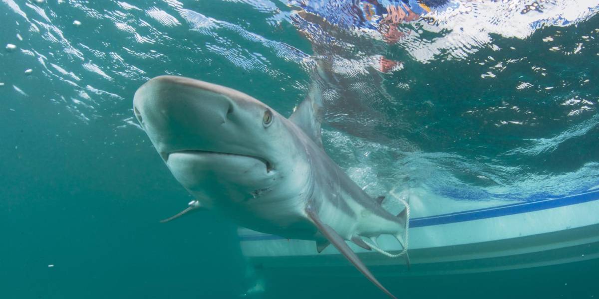 El riesgo de un ataque de tiburón siguió siendo extremadamente bajo en 2021