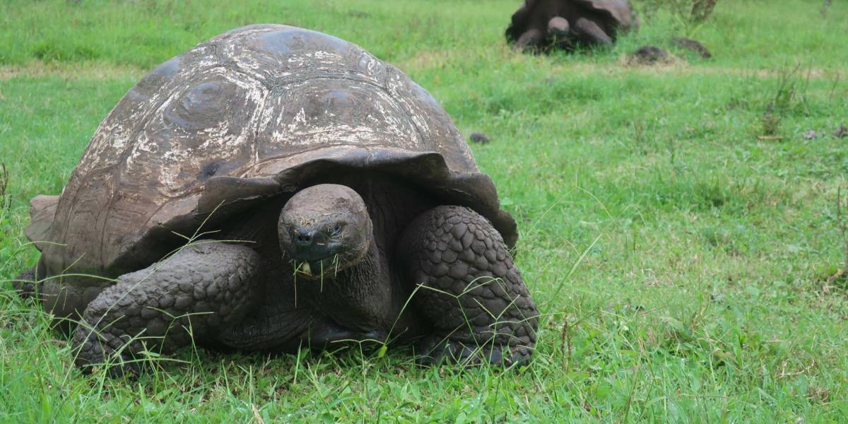 Las tortugas gigantes de Galápagos son las más afectadas por el plástico presente en la isla