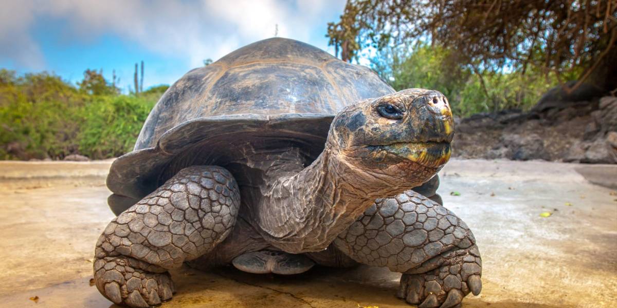 Científicos buscan introducir especies extintas en Galápagos