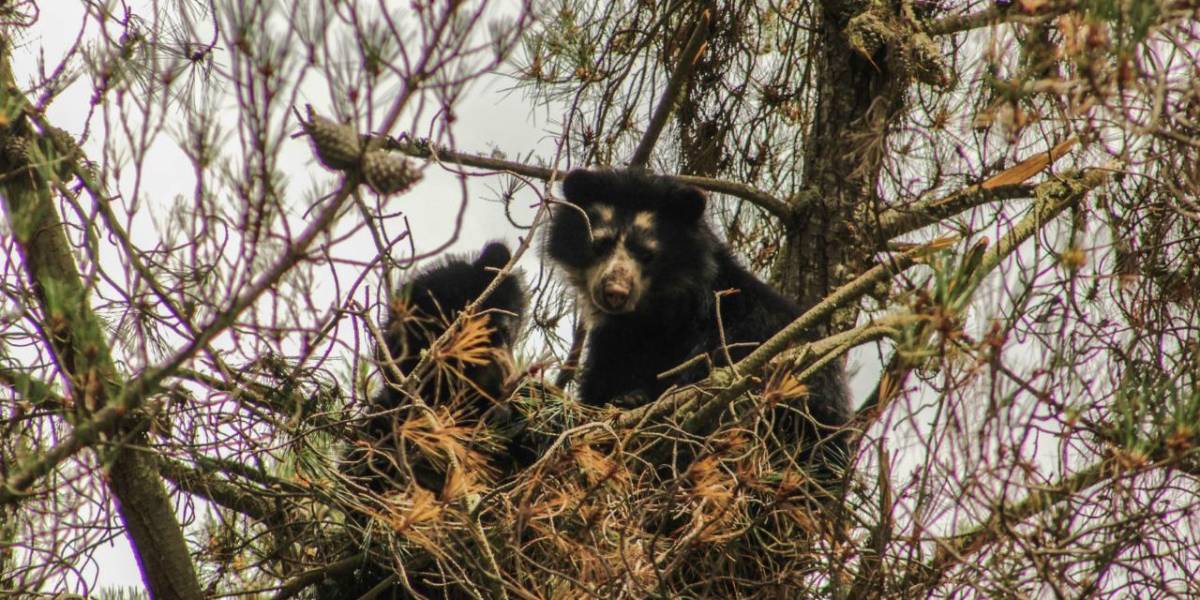 Osa mamá y su cría son reubicados en una zona segura de su hábitat natural