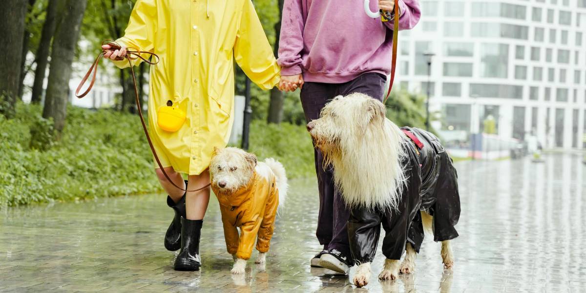 Chile presenta una ley para un día de permiso laboral por la muerte de su mascota