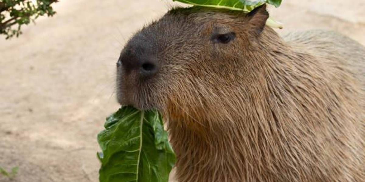 El encanto de los Capibaras conquista las redes sociales y comercios