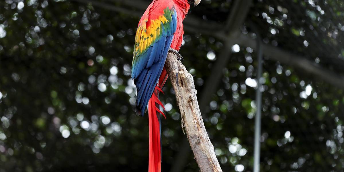 Quito transforma sus parques en aulas vivas con nuevas guías educativas