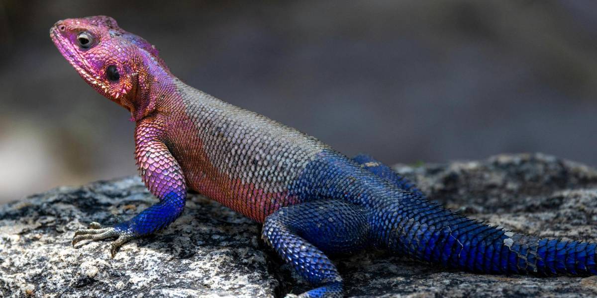El lagarto versión Spider-Man de la vida real