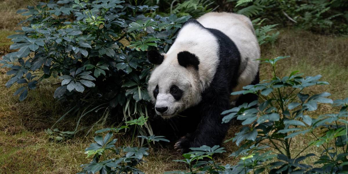 An An, el panda más viejo del mundo murió en Hong Kong