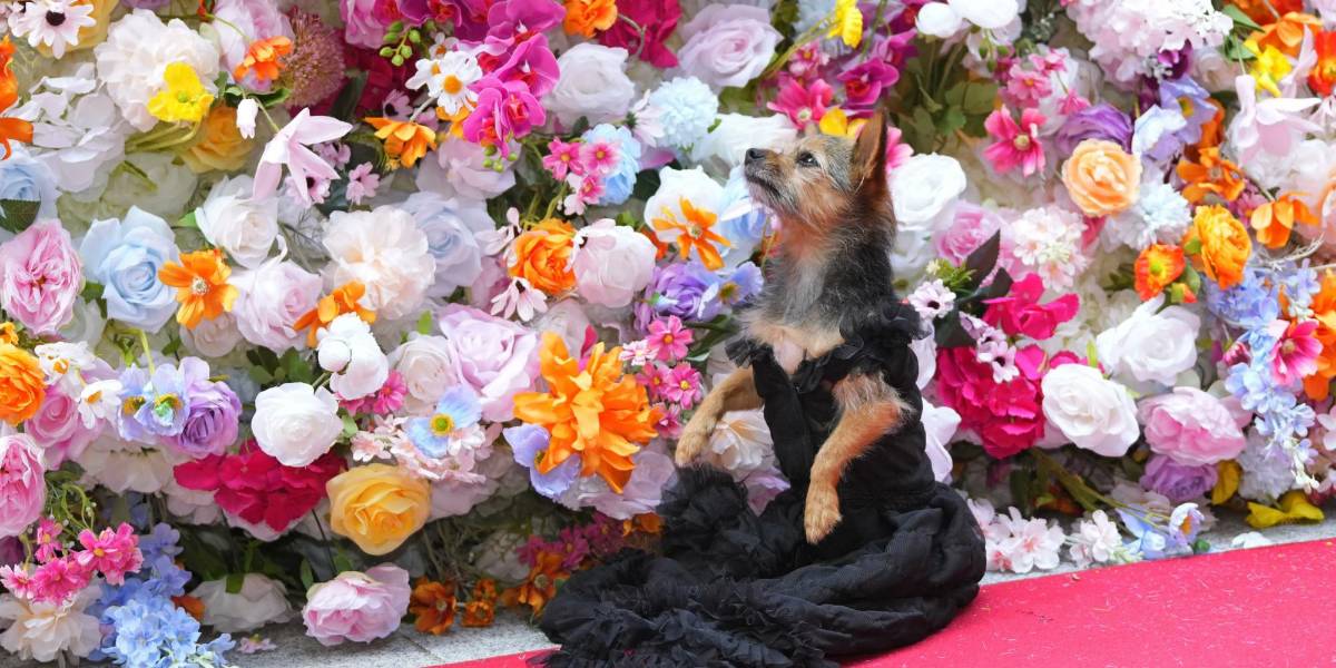 Pet Gala: perros desfilan en alta costura