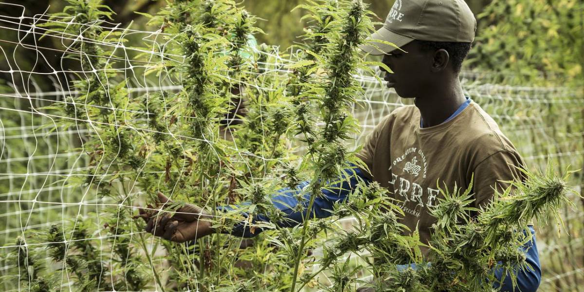 Colombia se encamina a despenalizar el uso recreativo del cannabis