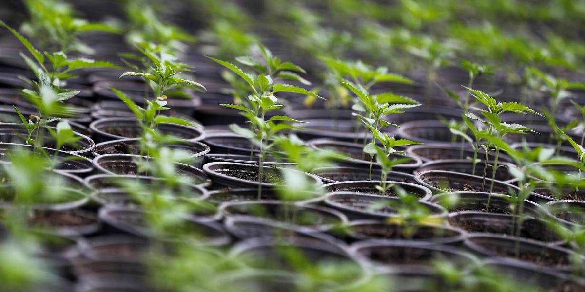 Ecuador exporta por primera vez cannabis a Suiza