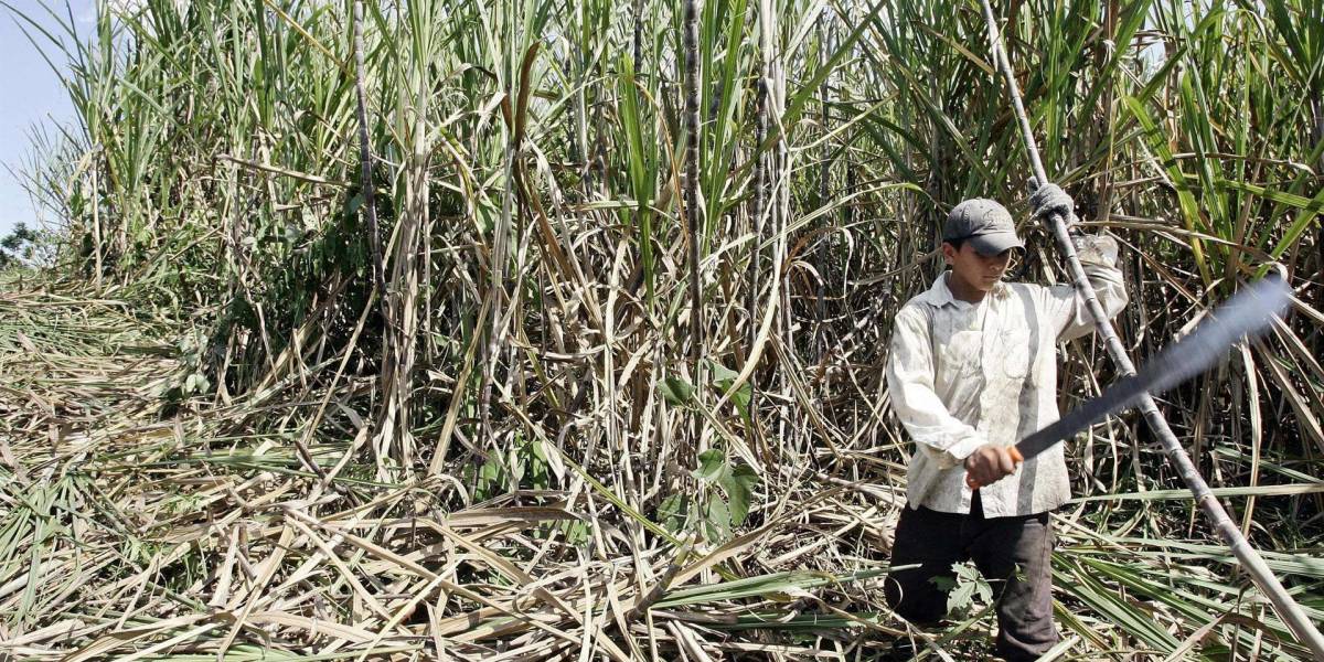 Ecuador sube precio referencial de caña de azúcar tras siete años