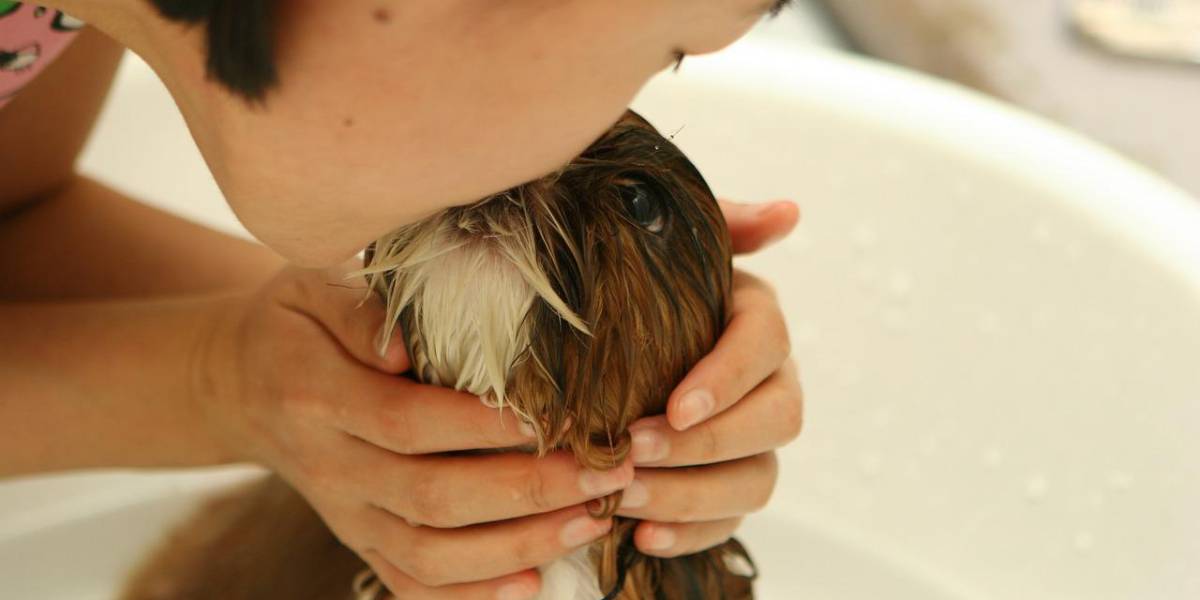En qué zona un perro nunca debería besar a su dueño