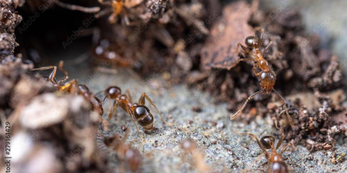 Una de las peores especies de hormigas invasoras del mundo se encuentra en Ecuador