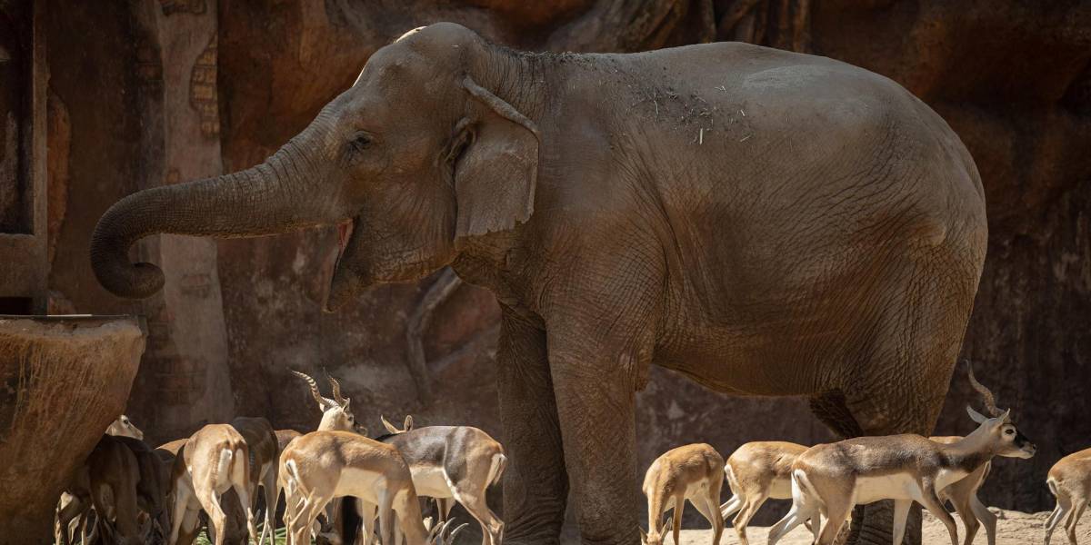 La elefanta Trompita celebró sus 63 años en el zoológico de Guatemala
