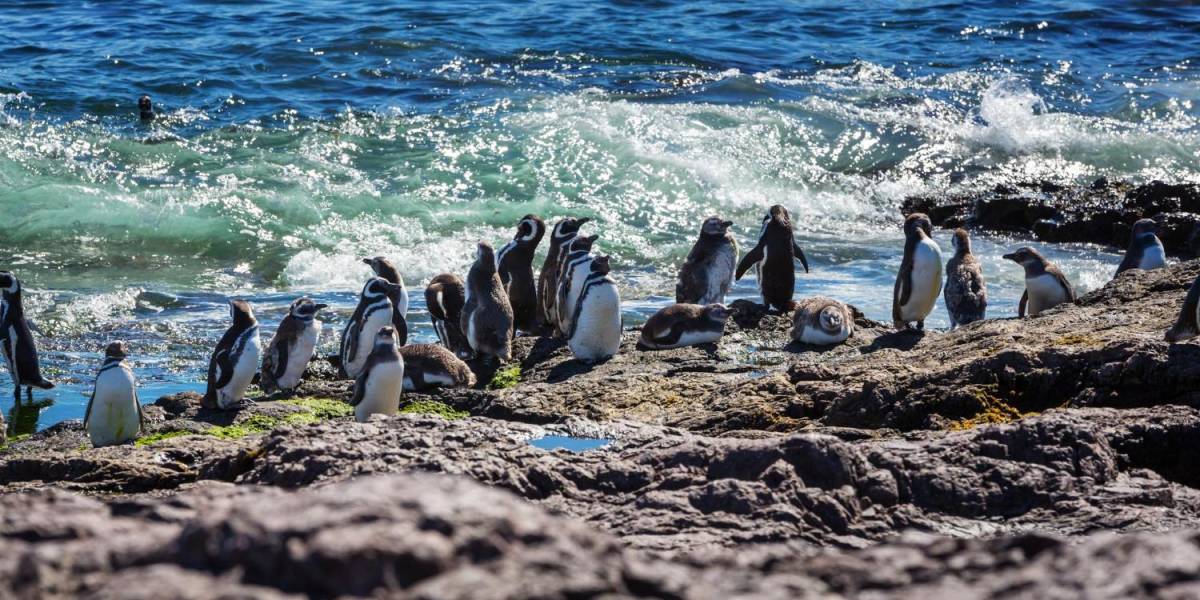 Argentina: aparecen decenas de pingüinos muertos en diferentes playas