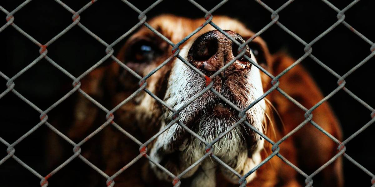 Emergencias relacionadas con animales aumentan el 23 % en Ecuador este 2022