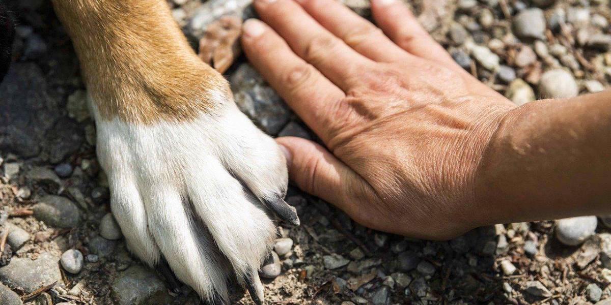 Primera transmisión de viruela del mono de humano a perro; la OMS pide no exponer a las mascotas