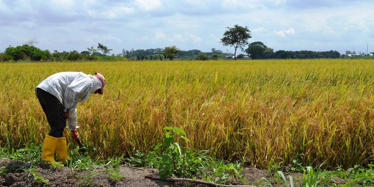 Productores agrícolas se benefician de la subvención de semillas y fertilizantes