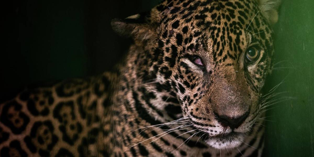 Rescatan a Jaguar sin un ojo y con heridas de metralla en la Amazonía brasileña