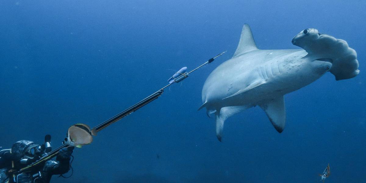 Rastreo a un tiburón martillo hembra en Galápagos revela posible migración a Panamá para parir