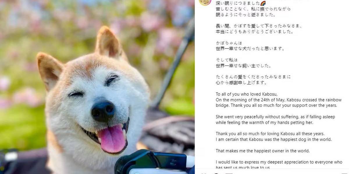 Kabosu murió a sus 18 años en los brazos de su dueña en Japón: adiós a la famosa mascota meme