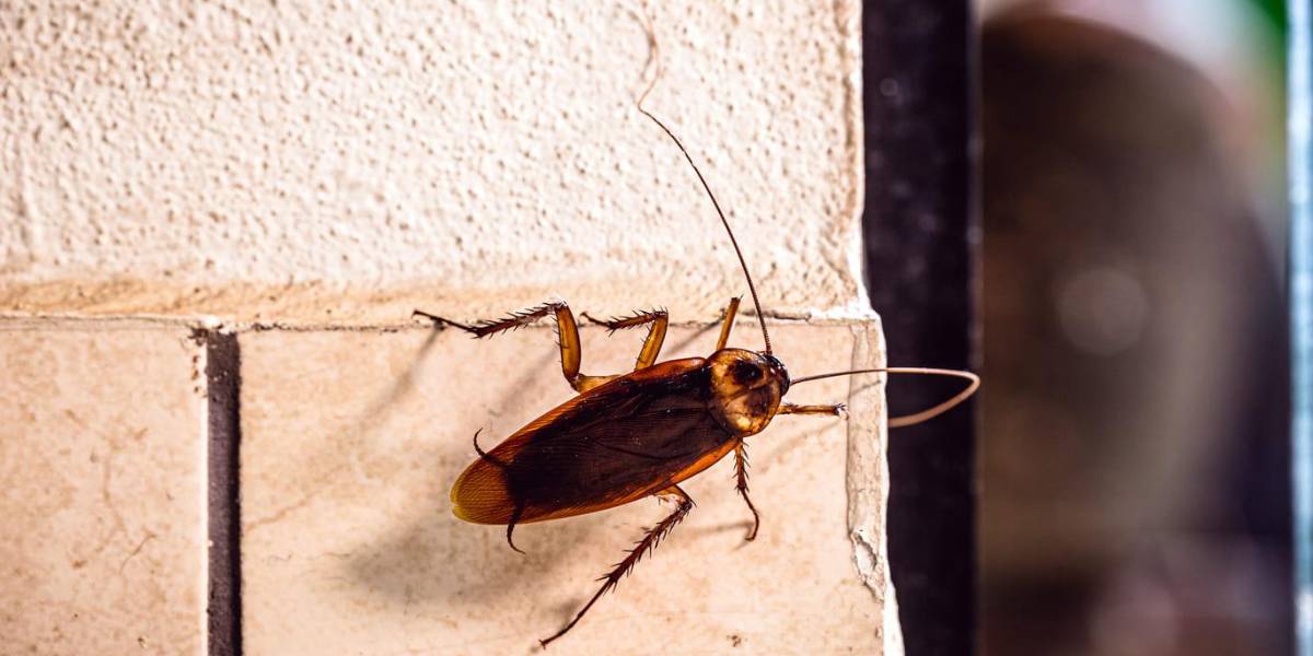 Elimina las cucarachas de tu casa con una limpieza eficaz