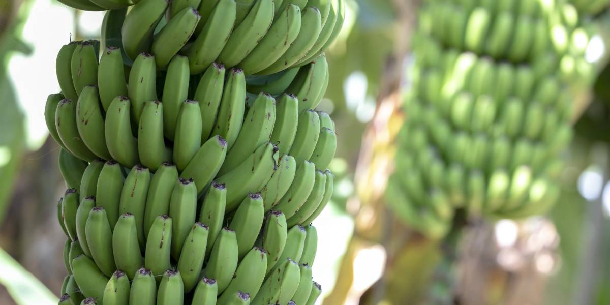 Un almidón presente en el verde, avena, fideos o guisantes puede prevenir la aparición del cáncer