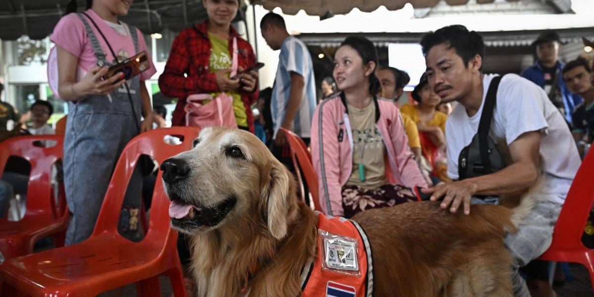 Los perros de rescate tailandeses brindan apoyo emocional a víctimas del terremoto