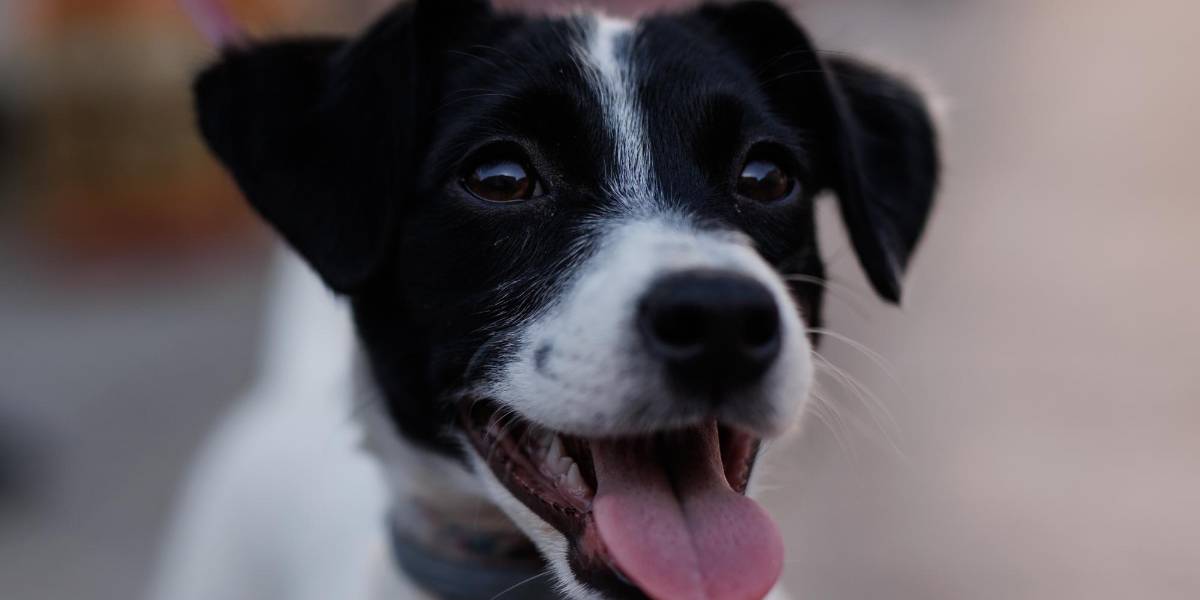 Los perros también lloran de alegría