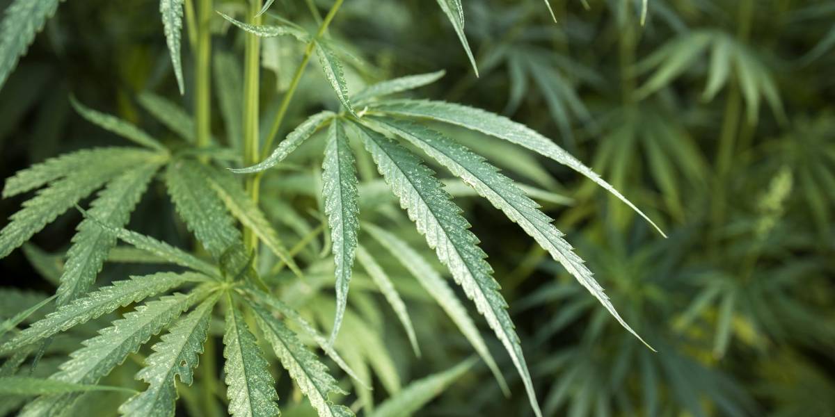 El cannabis superó al alcohol como droga de consumo diario en EE. UU.