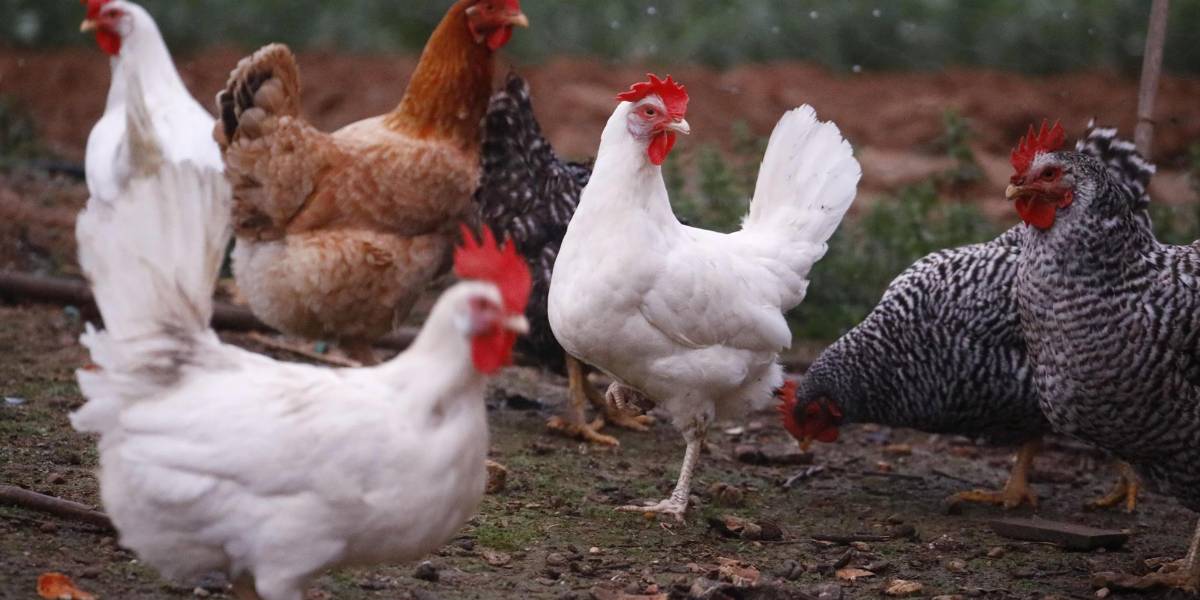 Influenza aviar en Ecuador: en dos meses iniciará la vacunación a más de dos millones de aves