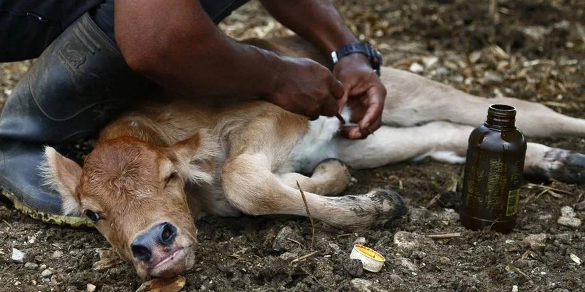 Belice confirma el primer caso de gusano barrenador en humanos
