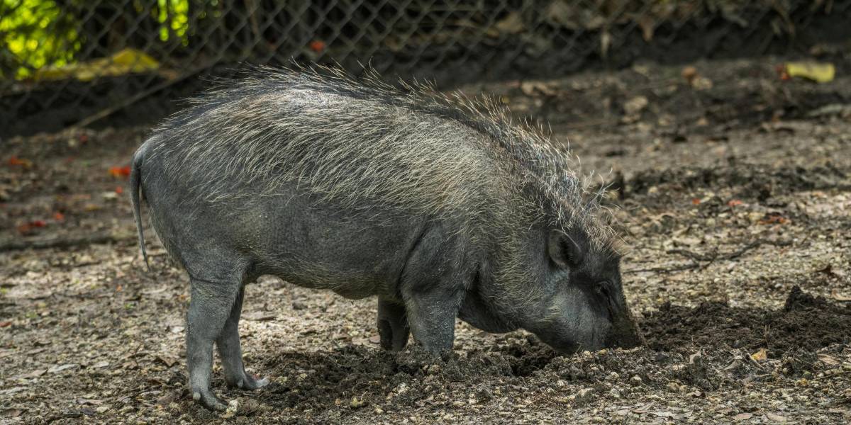California: Cazadores descubren cerdos salvajes con carne azul neón