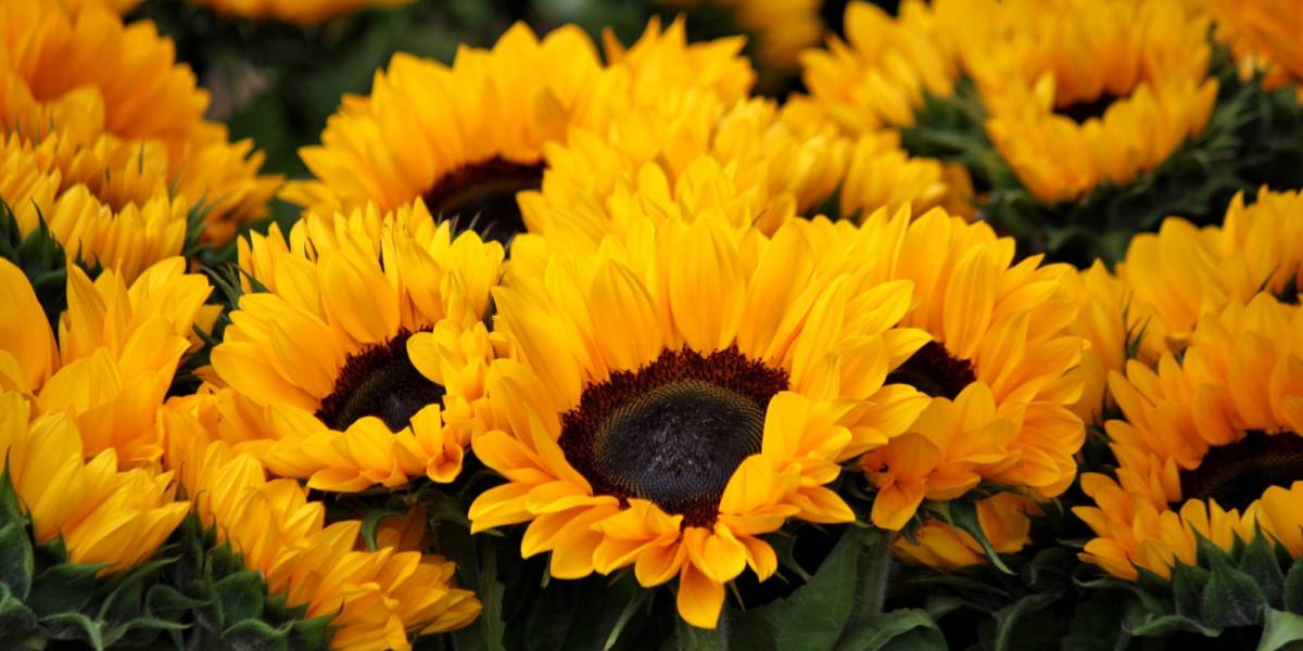 Flores amarillas: ¿Por qué se regalan este 21 de septiembre?