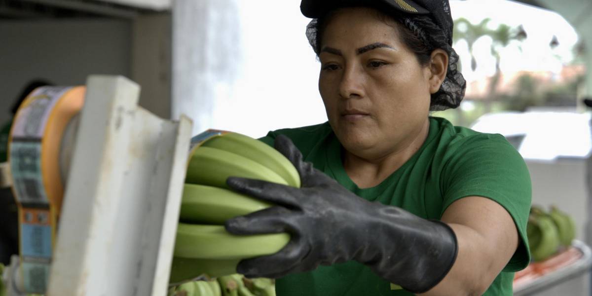 Los gremios bananeros de Ecuador y Colombia reiteran su pedido de precios justos en Europa