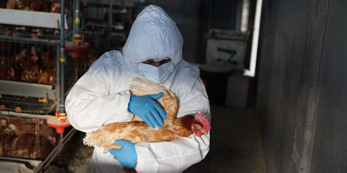 300.000 aves en Ecuador estarían contagiadas con influenza aviar