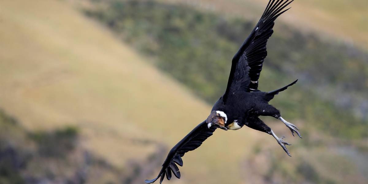 Ecuador albergará el cuarto Congreso Internacional del Cóndor Andino