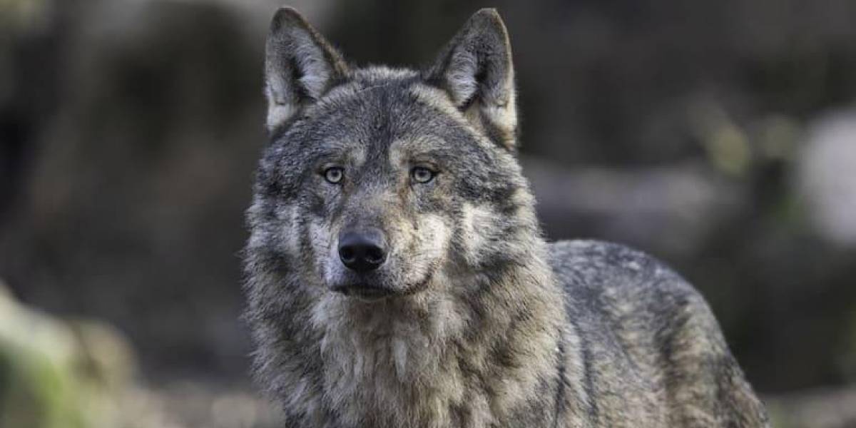 Los lobos mutantes de Chernobyl tienen resistencia al cáncer