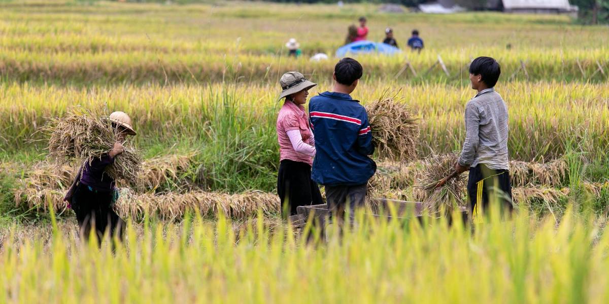 Bono Raíces 2025: Estos son los requisitos de la compensación para el sector agro en Ecuador