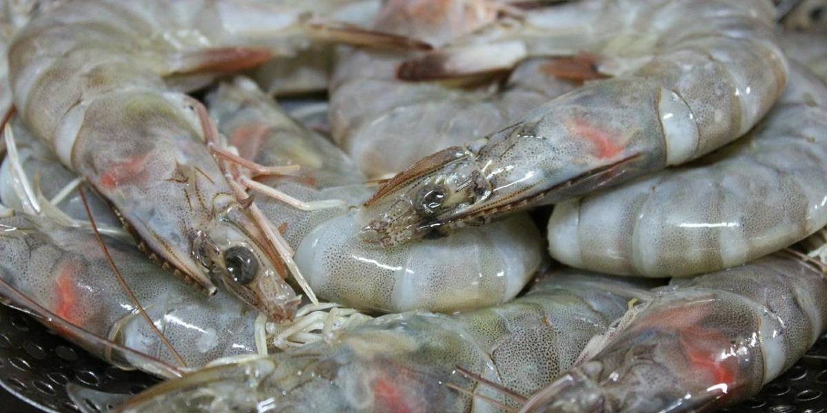 Desarticulan banda que asaltaba camaroneras en el Golfo de Guayaquil