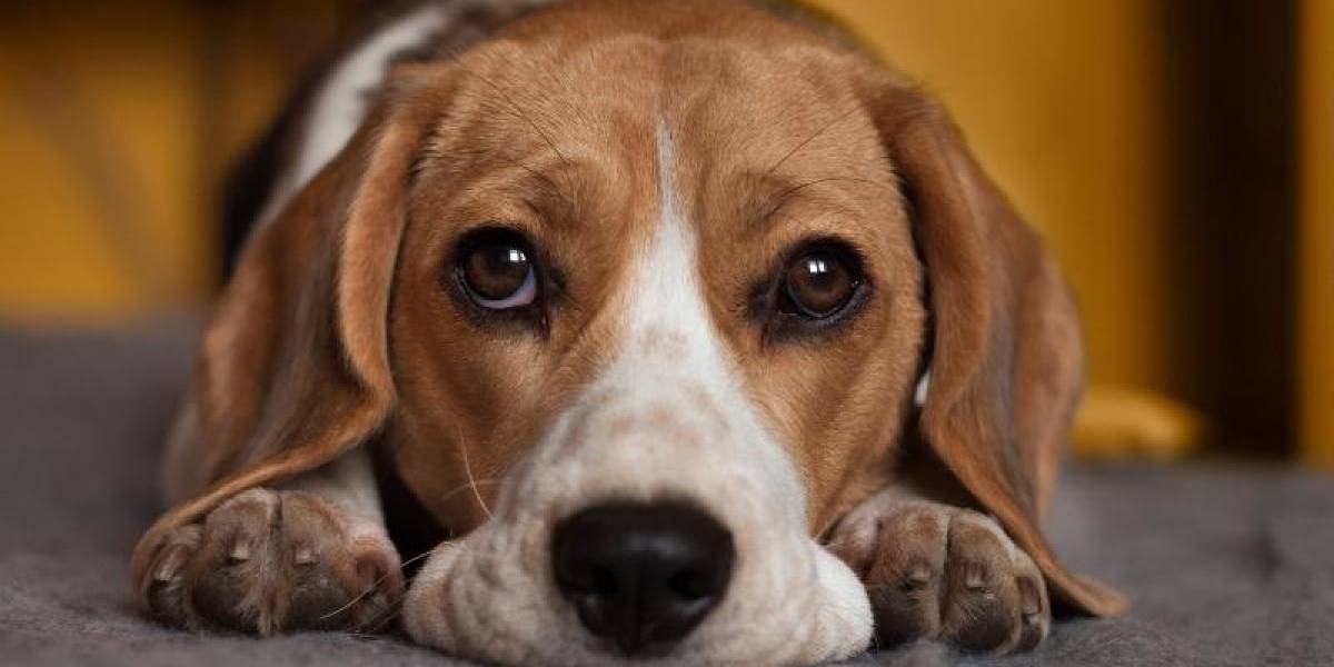 Conmovedor adiós: un perrito salta al ataúd de su dueño en un último gesto de amor
