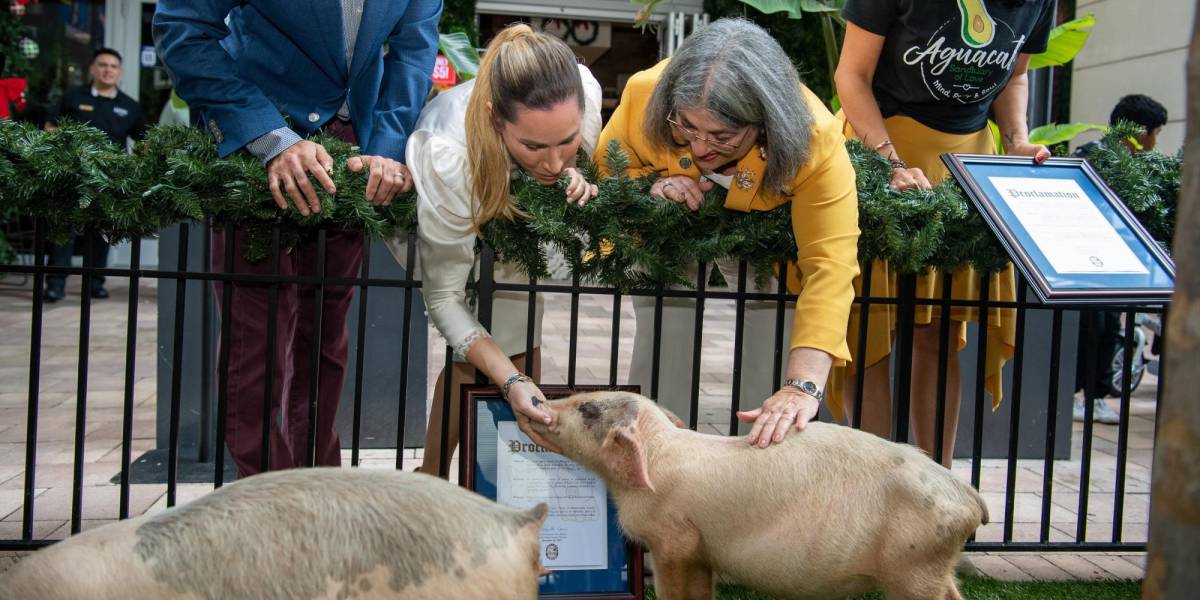 Dos cerdos se salvan de ser la cena navideña gracias al indulto de una alcaldesa en Florida