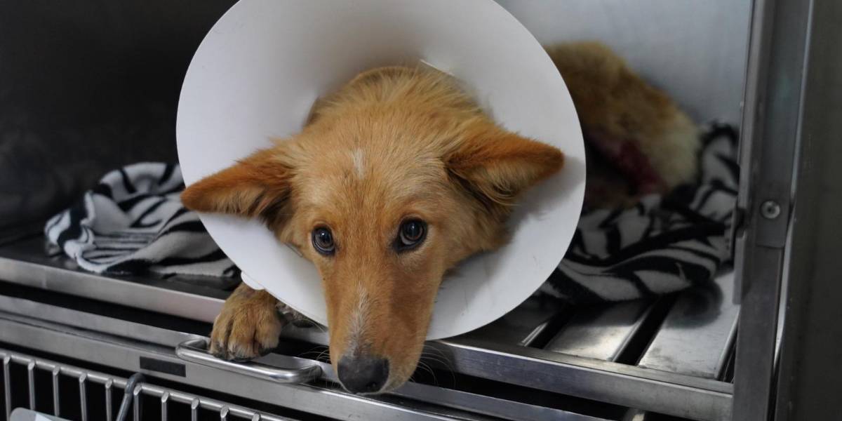 Quito: la historia de Chaupi, el perrito con quemaduras que fue rescatado por los bomberos tras incendio