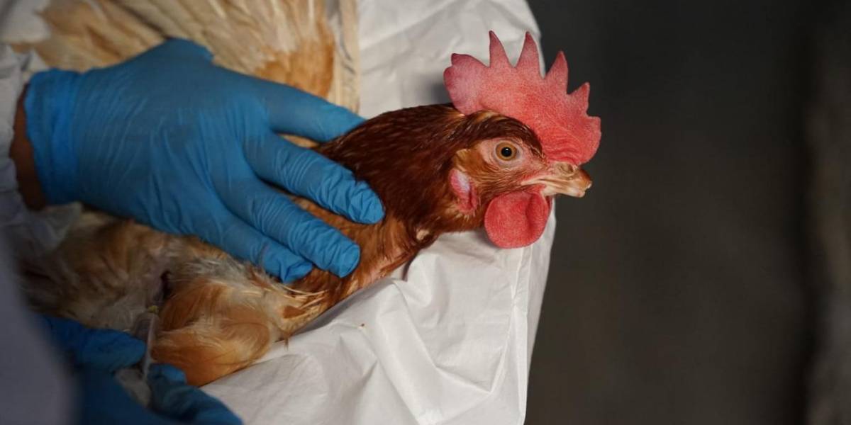 Monitoreo y toma de muestras se realizan para atenuar el impacto del brote de gripe aviar en la zona costera