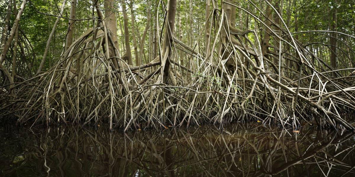 El deterioro de los manglares se ralentiza pero sigue sufriendo grandes pérdidas