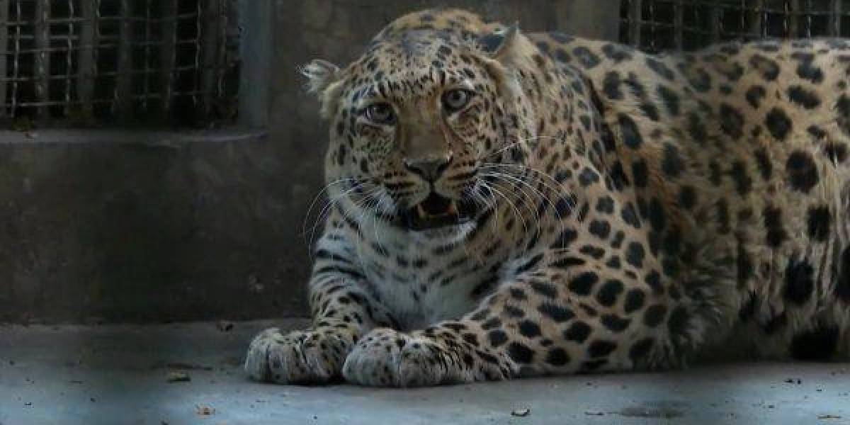 Un zoológico en China pone a dieta a un leopardo con obesidad: ¿en qué consiste su dieta?