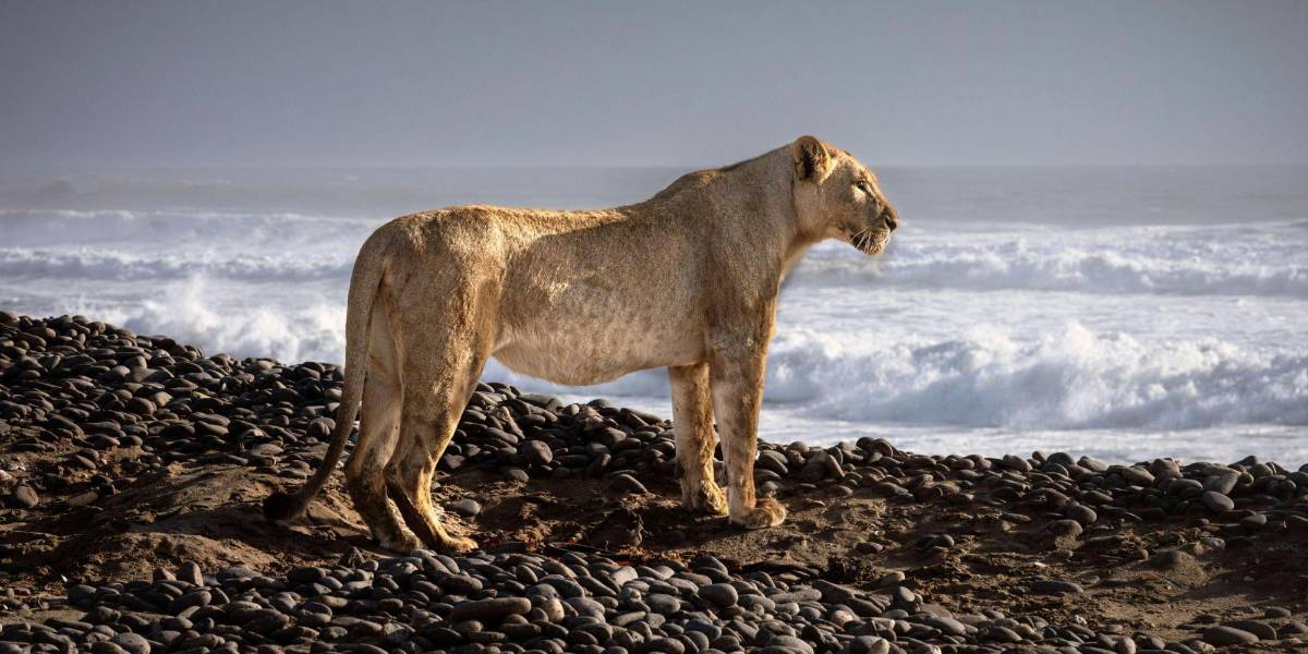 Las inéditas imágenes que muestran a leones que abandonan el desierto para cazar en la playa